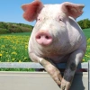 ARAM PIGS